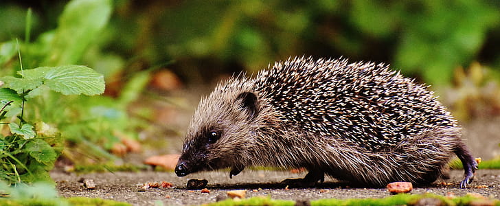 Gray Hedgehog Sniffing on Brown Soil thumbnail