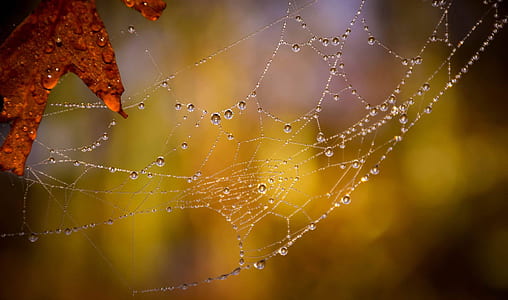 micro photography dew on spiderweb thumbnail