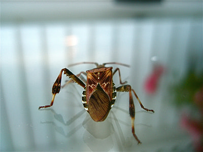 Western Conifer Seed Bug, Insect thumbnail