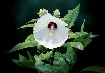macro photography of white-and-purple flower thumbnail