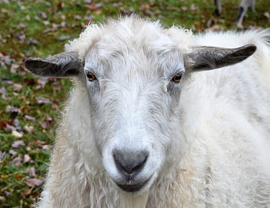 White Sheep on Green Grass thumbnail