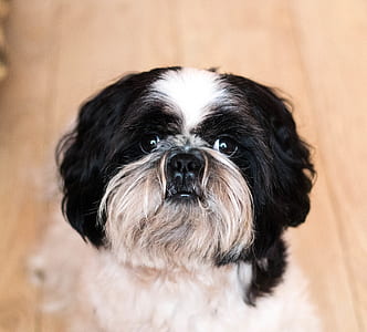 close-up photography of long-coated white and black dog thumbnail