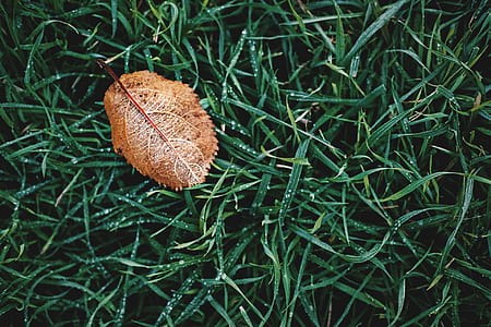 High Angle Photography of Brown Leaf on Grass thumbnail