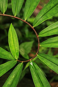 Green Plant thumbnail