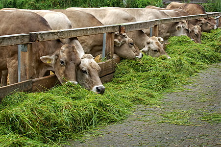 group of cows eating grass thumbnail