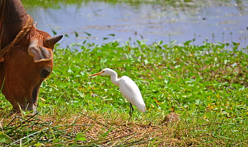 white crane bird standing in front of cow thumbnail