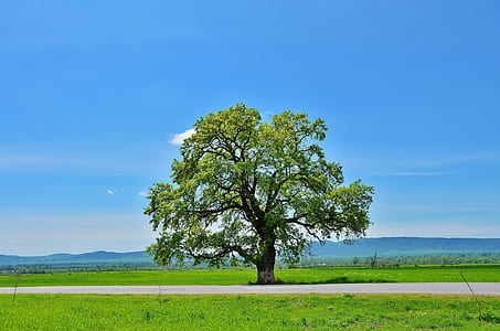 green tree under cloudless sky thumbnail