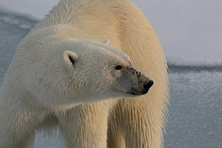 polar bear on iced surface thumbnail