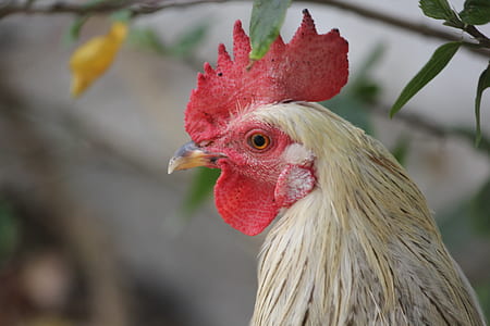 white and red rooster beside leafed plant thumbnail