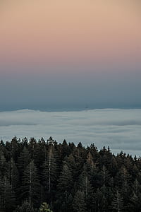 forest, and clouds during daytime thumbnail