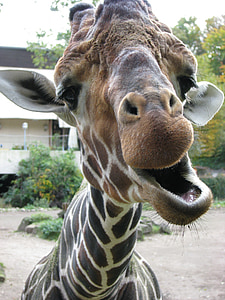 closeup photo of brown giraffe thumbnail