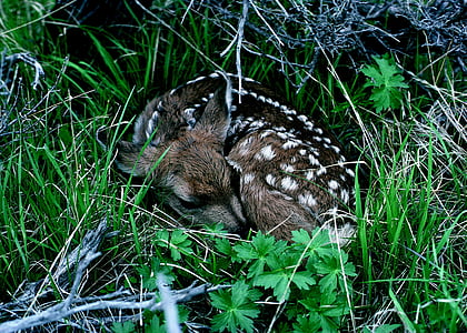 deer sleeping on grass thumbnail