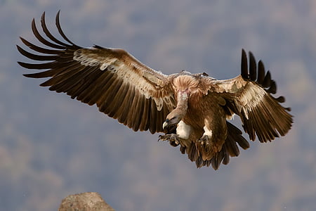 brown vulture flying during daytime thumbnail