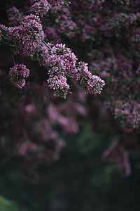 selective focus photography of pink petaled flower thumbnail