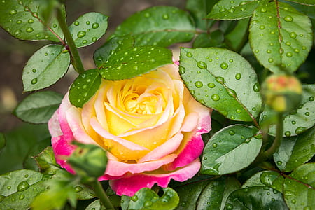 yellow and pink rose in bloom close-up photo thumbnail