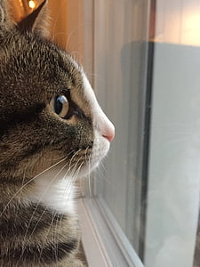 gray and white cat in front of mirror inside room thumbnail