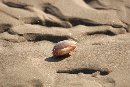 brown sea shell on brown sand thumbnail