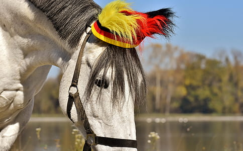 white horse near clear body of water thumbnail