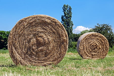 rolled hays thumbnail