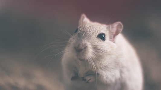 white rodent thumbnail