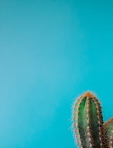 green cactus photography thumbnail