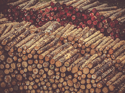 aerial photography of tree logs thumbnail