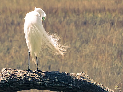 white long-legged bird perching on brown trunk thumbnail