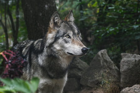 black, brown, and white wolf thumbnail
