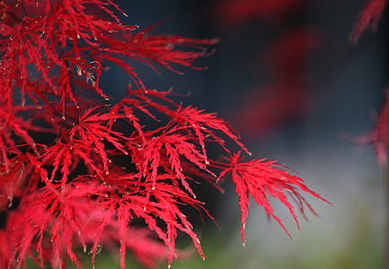red leafed plant in closed-up photo thumbnail