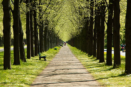 gray pathway in the middle of green leaf trees thumbnail