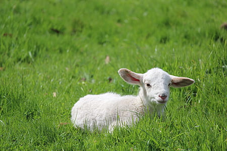 white sheep sitting on green grass thumbnail