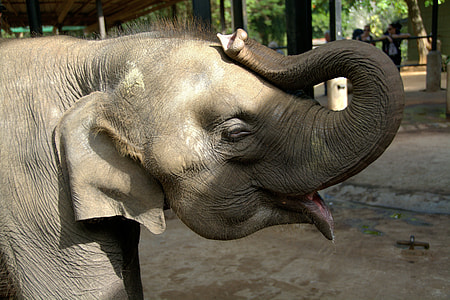 close up photo of gray elephant thumbnail