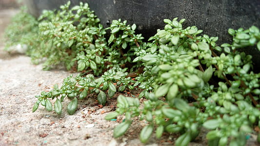 Green Plants on Ground thumbnail