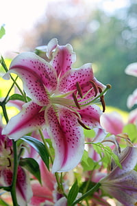 white and pink flowering plants thumbnail