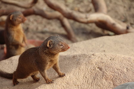 gray ferret standing on stone thumbnail