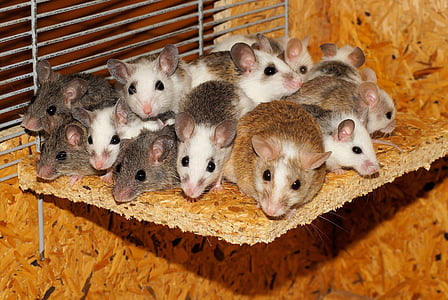 brow, black, and white mice thumbnail