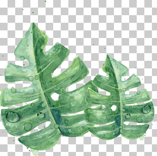Leaf Watercolor painting Green Skin, Watercolor green leaves, twoswiss cheese leaves PNG clipart