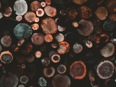 macro photography of wood log lot thumbnail