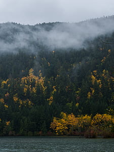 landscape photo of yellow and green trees with fog thumbnail