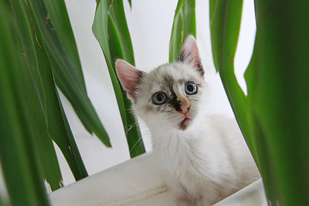 short-coated white kitten thumbnail