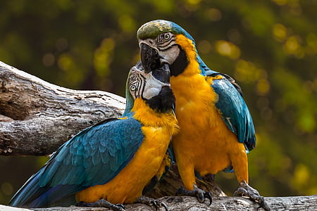 two blue-and-yellow macaws perching on branch thumbnail