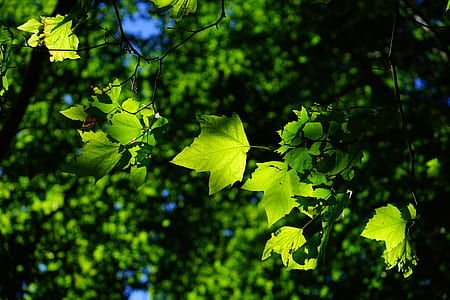 green maple leaves thumbnail