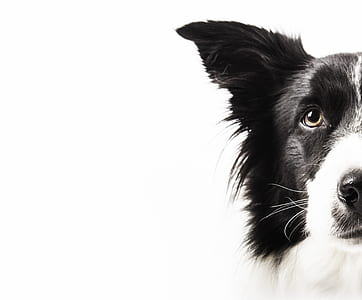 macro photography of long-coated white and black dog thumbnail