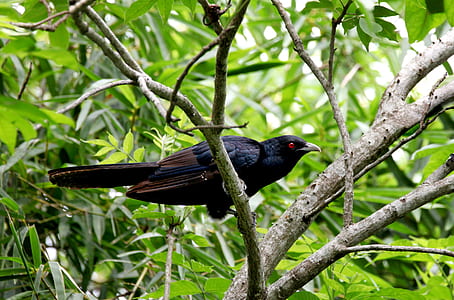 shallow focus photography of black and brown bird thumbnail