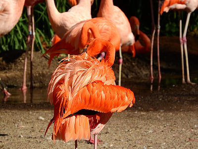 Flamingo Cuban thumbnail