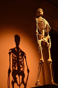 skull statue on black stand thumbnail
