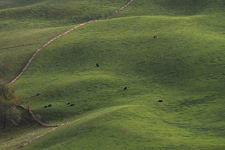 animals on green grass field thumbnail