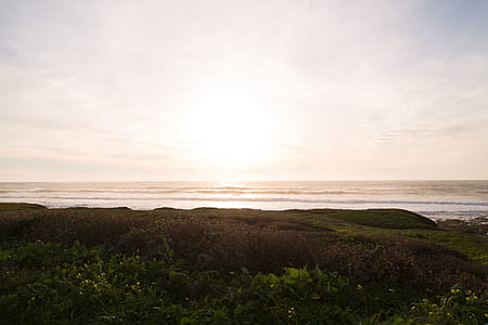 silhouette photo of grasses near seashore thumbnail