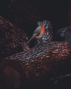 gray and red finch bird on top of brown tree branch thumbnail