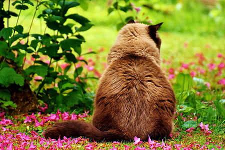 brown animal on green grass field thumbnail